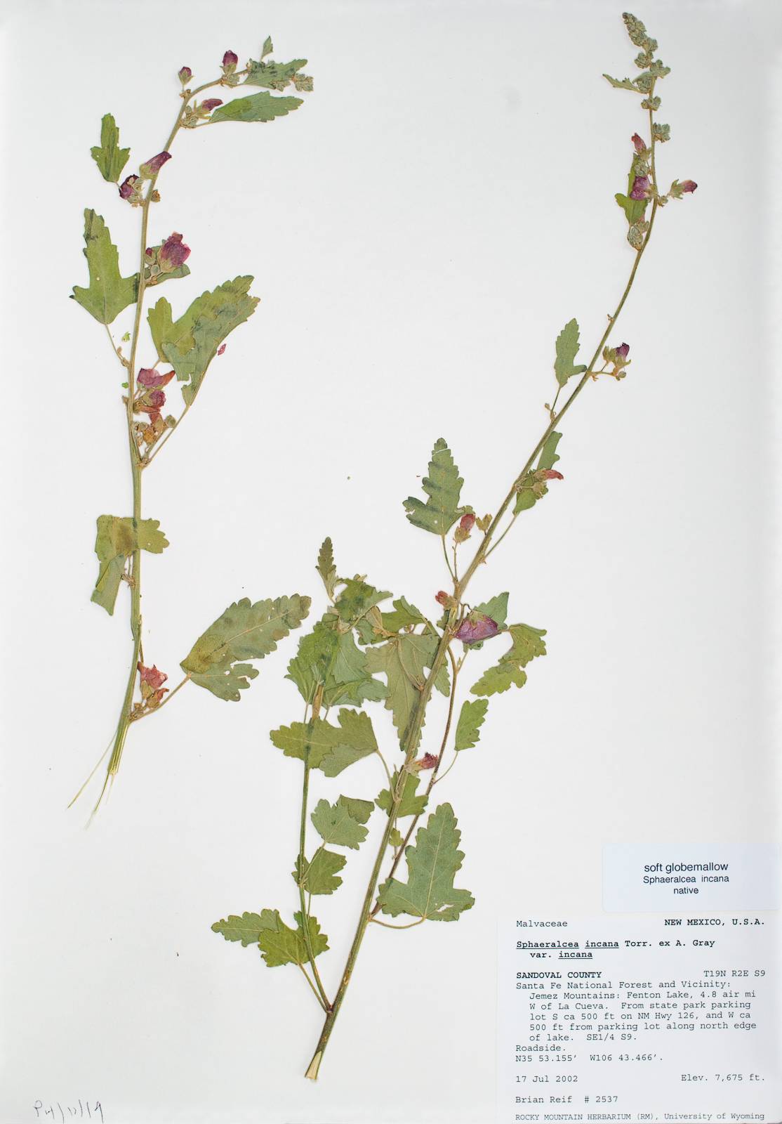 Sphaeralcea incana var. incana image