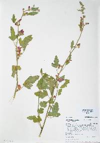 Sphaeralcea incana image