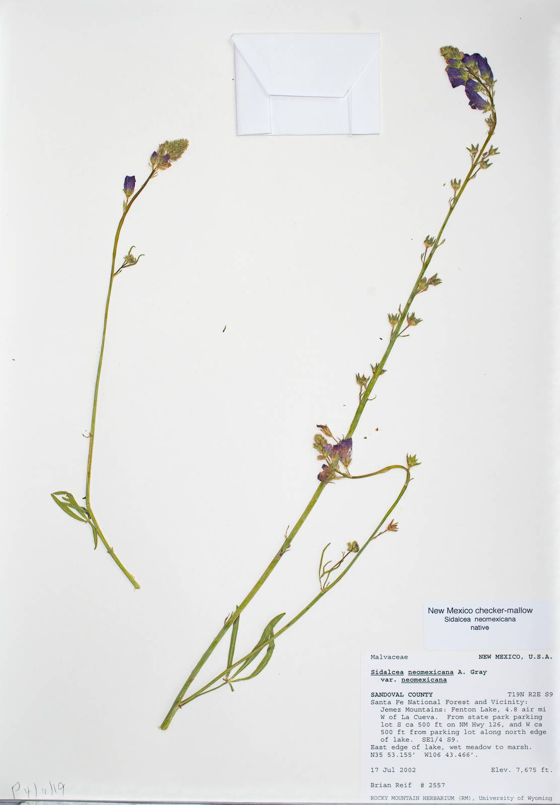 Sidalcea neomexicana var. neomexicana image