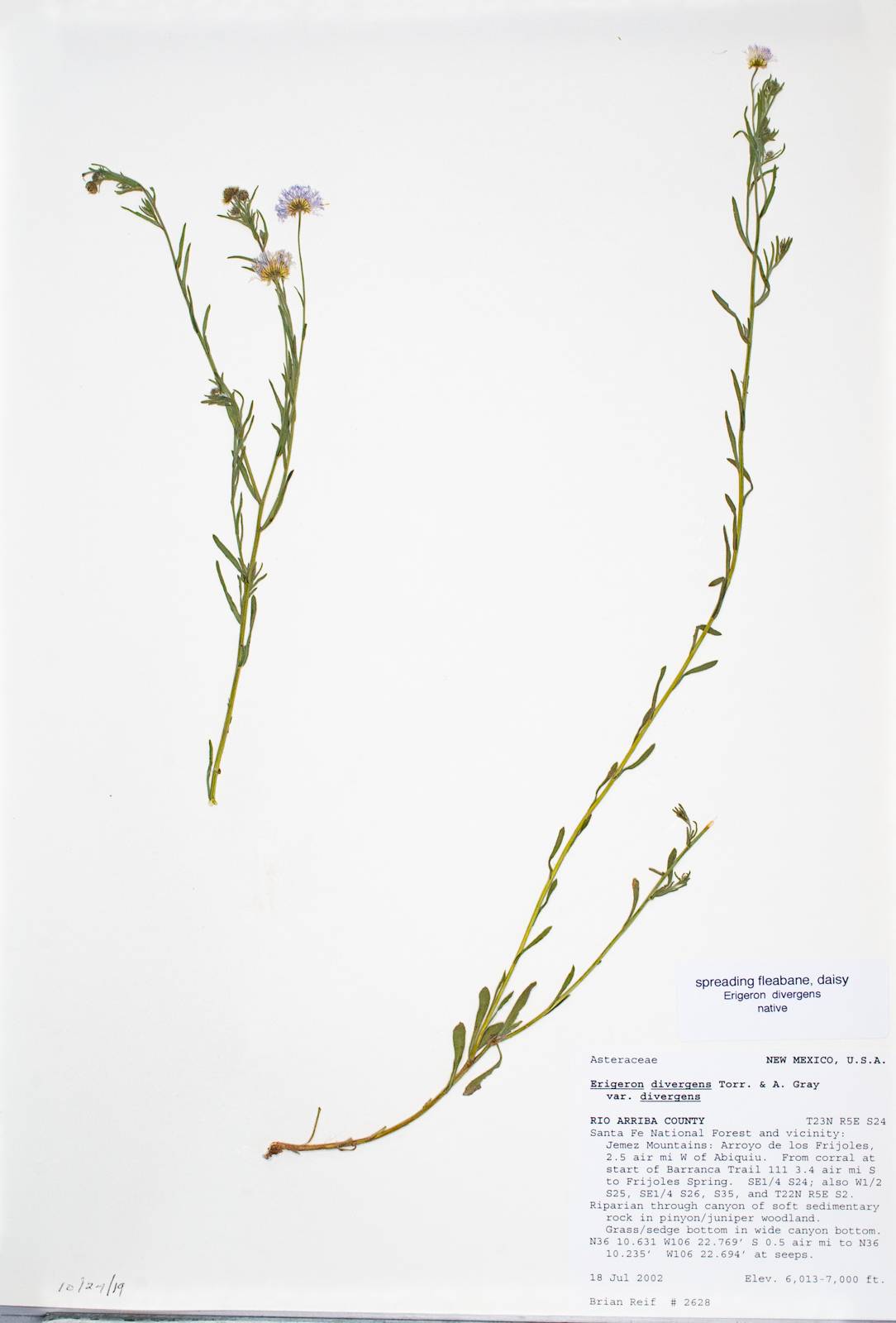 Erigeron divergens var. divergens image