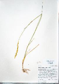 Pascopyrum smithii image