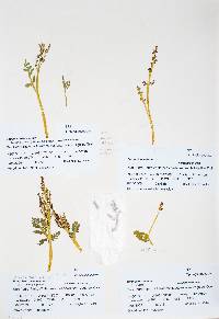 Botrychium lanceolatum image