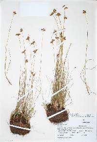 Juncus confusus image