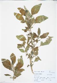 Amaranthus hybridus image