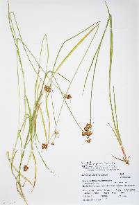 Juncus saximontanus image