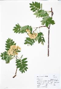 Sorbus dumosa image