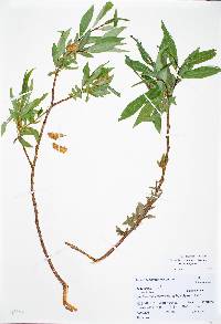 Salix lucida image