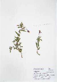 Oenothera villosa image