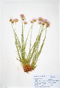 Erigeron pulcherrimus image