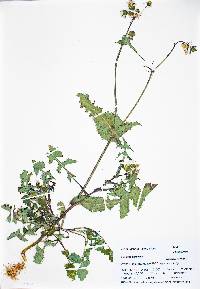 Sonchus oleraceus image