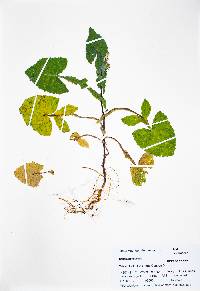 Sonchus oleraceus image