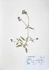 Mirabilis albida image