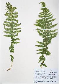 Athyrium asplenioides var. californicum image