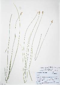 Carex occidentalis image