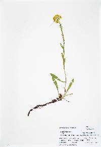 Solidago multiradiata image