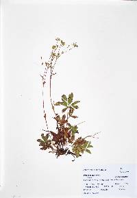 Potentilla diversifolia image