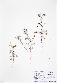 Picradeniopsis multiflora image