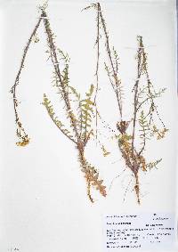 Sisymbrium altissimum image