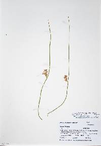 Juncus balticus subsp. ater image