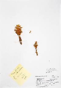 Orobanche corymbosa image