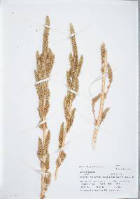 Amaranthus powellii image