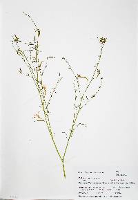 Epilobium brachycarpum image