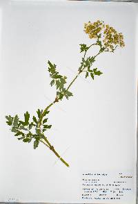 Thalictrum amphibolum image