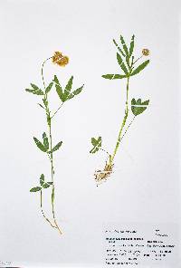 Trifolium longipes subsp. reflexum image