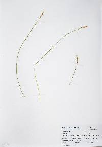 Carex echinata image