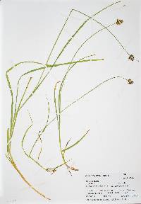 Carex subfusca image