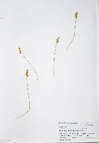 Carex echinata image