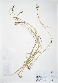 Carex praegracilis image