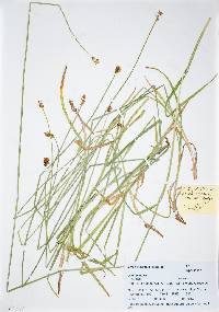 Carex subfusca image