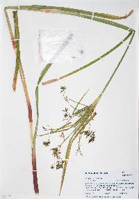 Scirpus microcarpus image