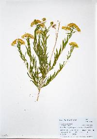 Lorandersonia linifolia image