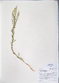 Lepidium densiflorum image