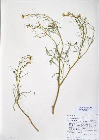 Sisymbrium altissimum image