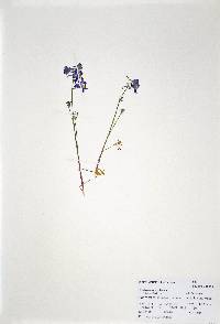 Delphinium nuttallianum image