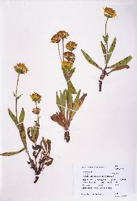 Arnica fulgens image