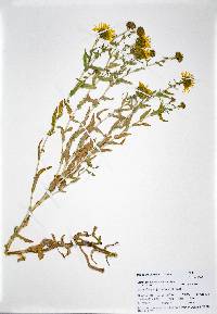 Grindelia squarrosa var. serrulata image