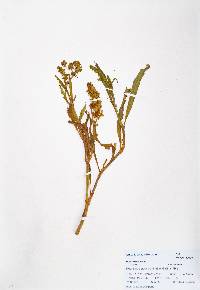 Rumex mexicanus image