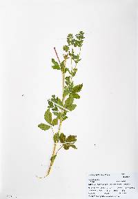 Potentilla rivalis image