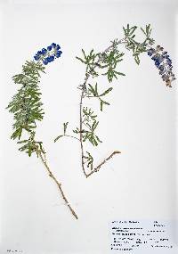 Lupinus argenteus subsp. rubricaulis image