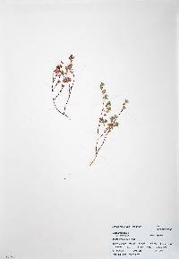 Euphorbia geyeri image
