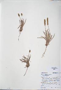 Plantago patagonica image