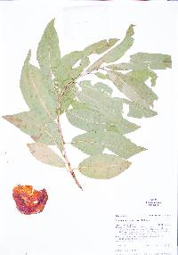 Prunus persica image