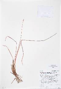 Schizachyrium scoparium var. scoparium image