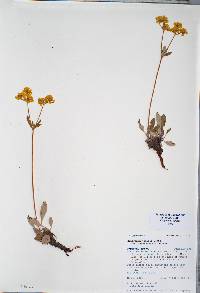 Eriogonum arcuatum var. arcuatum image