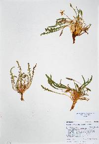 Oenothera flava image