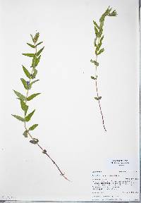 Scutellaria galericulata image